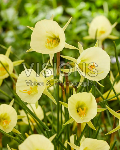 Narcissus Mary Poppins