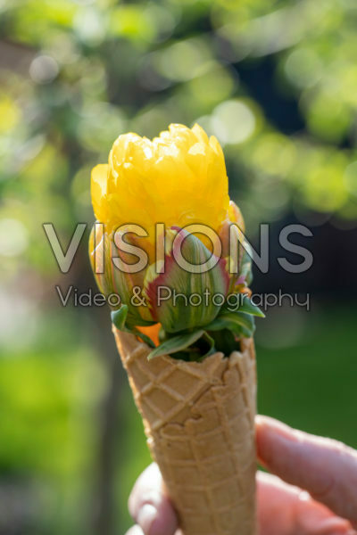 Tulipa Ice Cream Banana Tulipa Ice Cream Banana