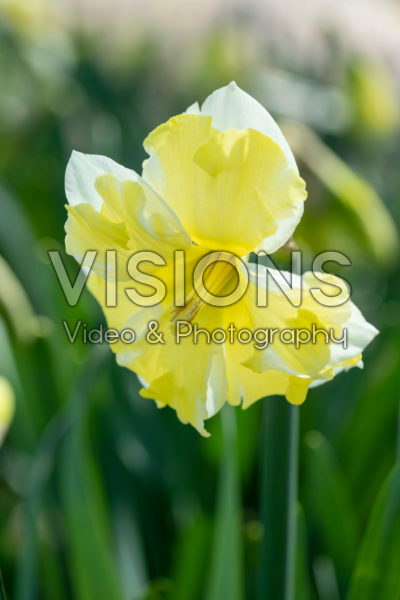 Narcissus Cassata Narcissus Cassata
