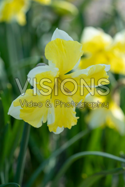 Narcissus Cassata Narcissus Cassata