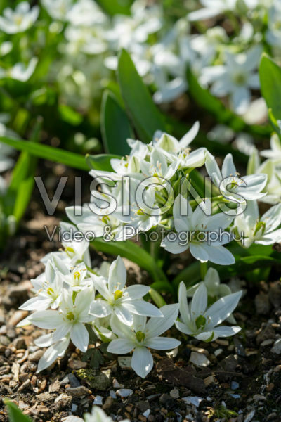 Ornithogalum oligophyllum Ornithogalum oligophyllum