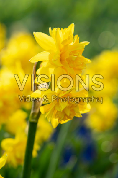 Narcissus Tete Boucle Narcissus Tete Boucle