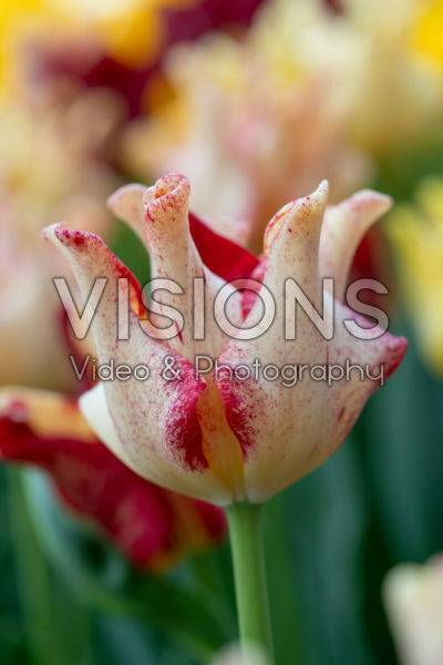 Tulipa Flaming Crown Tulipa Flaming Crown