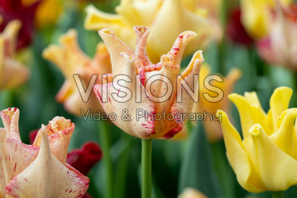 Tulipa Flaming Crown Tulipa Flaming Crown