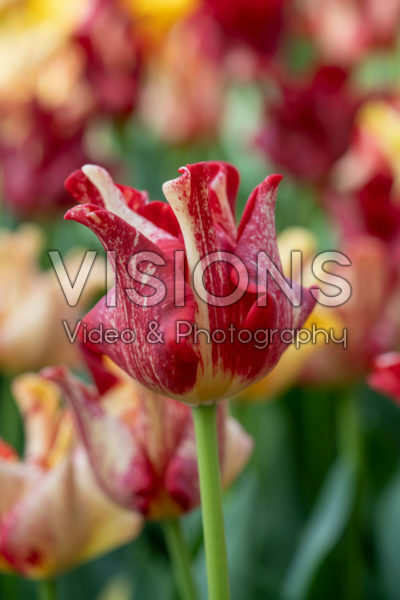 Tulipa Flaming Crown Tulipa Flaming Crown