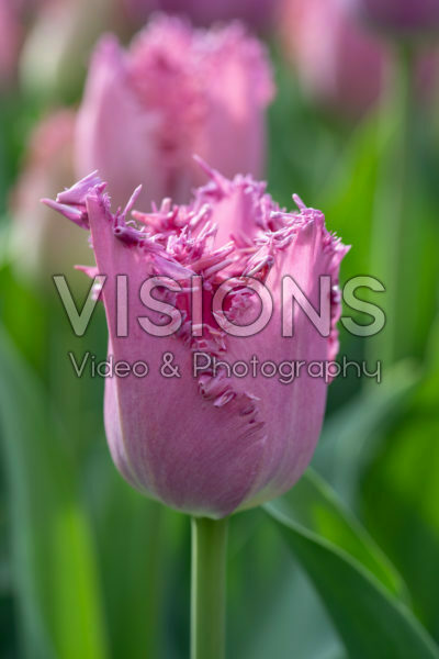 Tulipa Lilac Frizzle Tulipa Lilac Frizzle