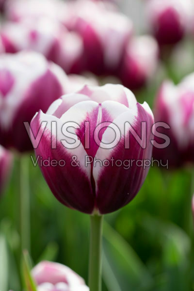 Tulipa Spitsbergen Tulipa Spitsbergen