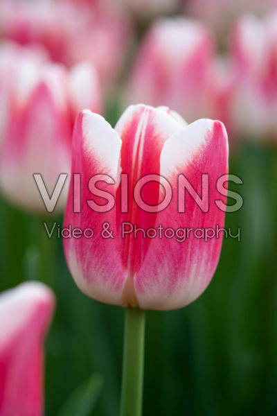 Tulipa Marrero Tulipa Marrero