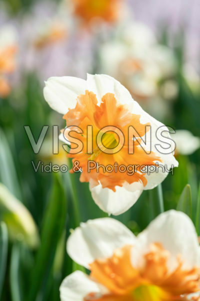 Narcissus Shrike Narcissus Shrike