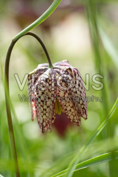 Fritillaria meleagris