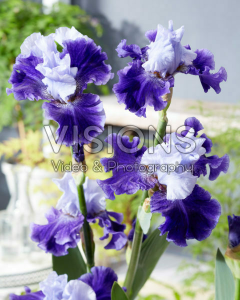 Iris World Premier Iris World Premier