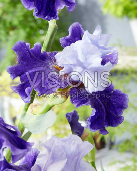 Iris World Premier Iris World Premier