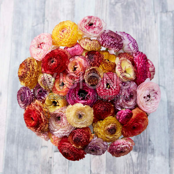 Ranunculus Picotee mix