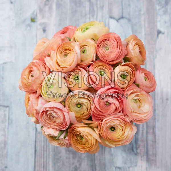 Ranunculus Salmon Ranunculus Salmon
