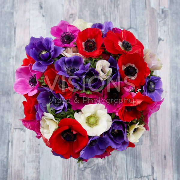 Anemone de Caen mix