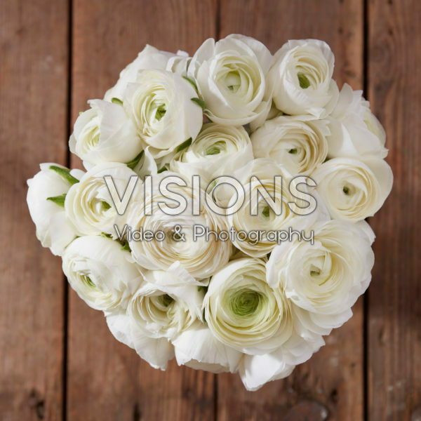 Ranunculus Giga White Ranunculus Giga White