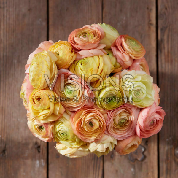 Ranunculus Champagne Café mix Ranunculus Champagne Café mix