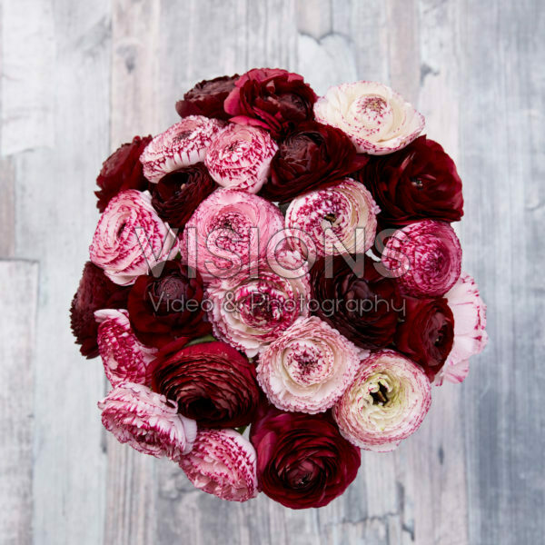 Ranunculus purple and white Picotee mix Ranunculus purple and white Picotee mix