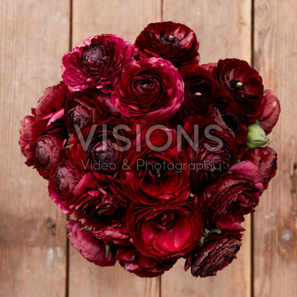 Ranunculus Black Jack Ranunculus Black Jack