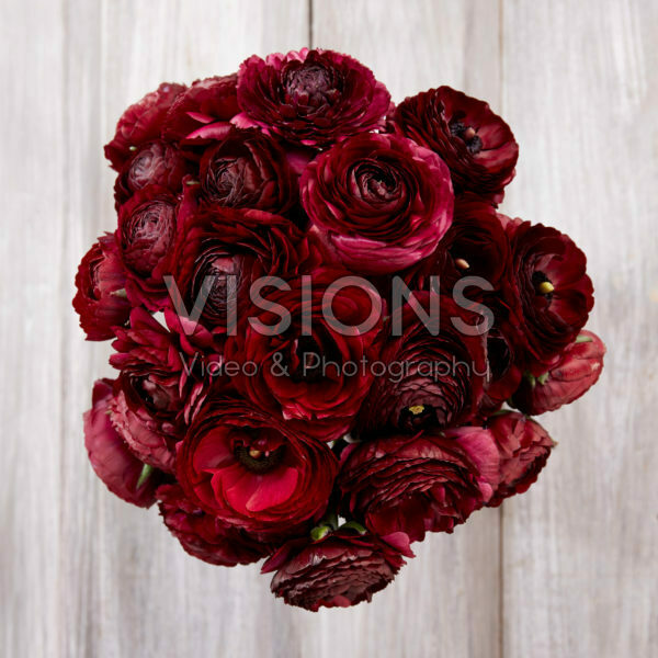 Ranunculus Black Jack