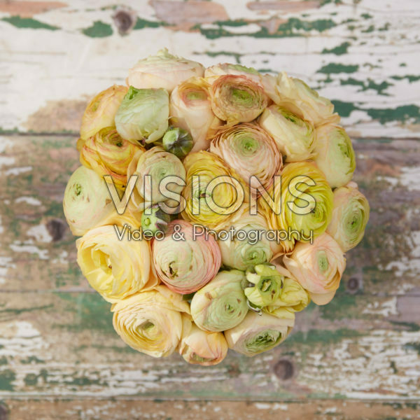 Ranunculus Champagne Ranunculus Champagne