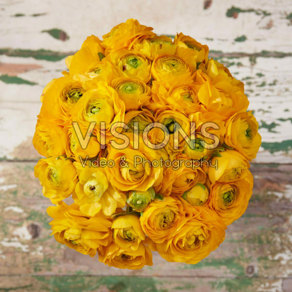 Ranunculus Geel Ranunculus Geel
