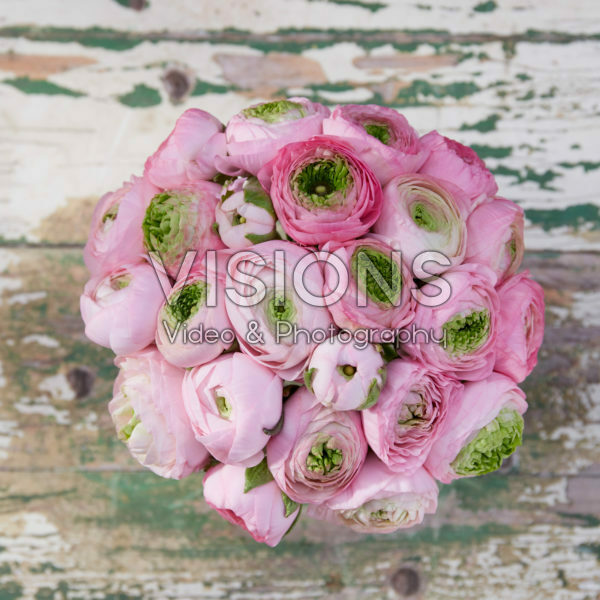 Ranunculus Roze Ranunculus Roze