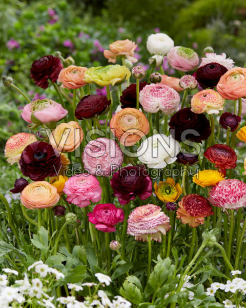 Ranunculus mix Ranunculus mix
