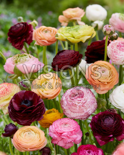 Ranunculus mix Ranunculus mix