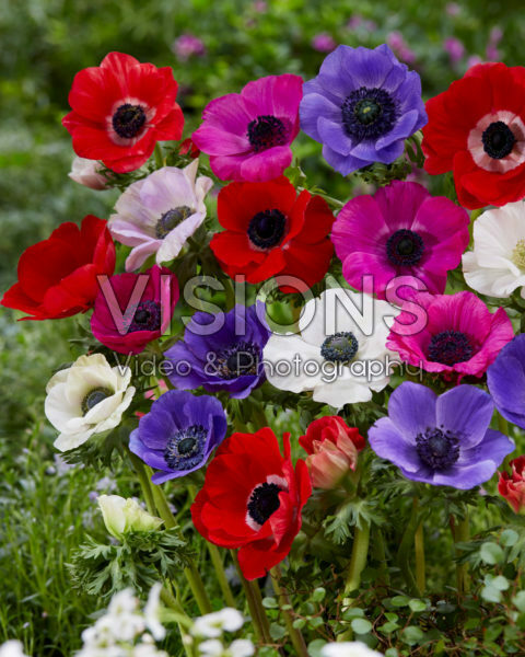 Anemone coronaria De Caen Anemone coronaria De Caen