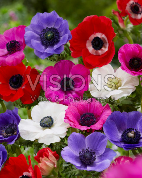 Anemone coronaria De Caen Anemone coronaria De Caen