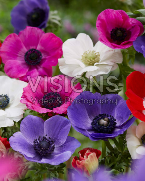 Anemone coronaria De Caen Anemone coronaria De Caen