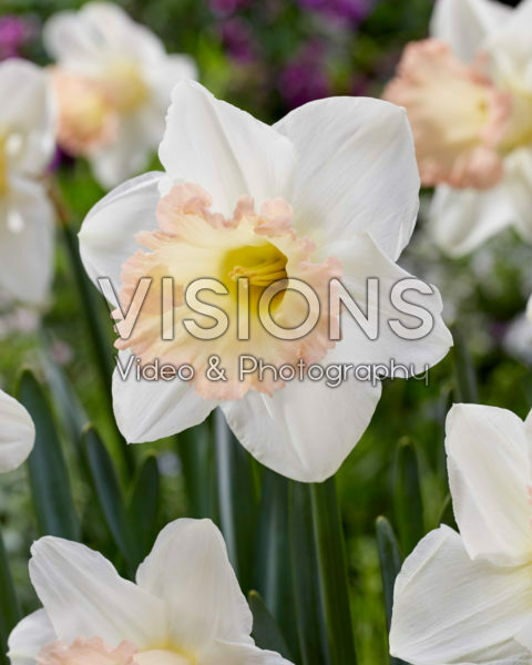 Narcissus British Gamble