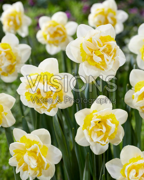 Narcissus Westward