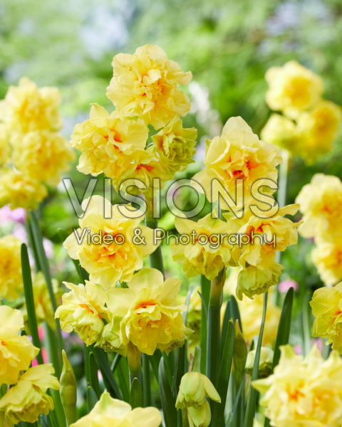 Narcissus Venice Narcissus Venice