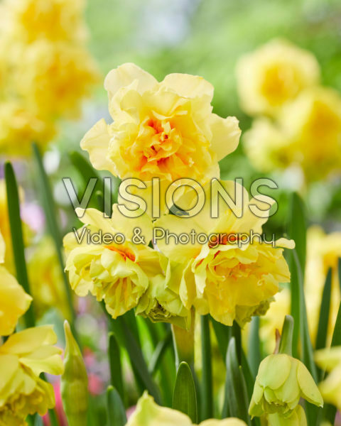 Narcissus Venice Narcissus Venice