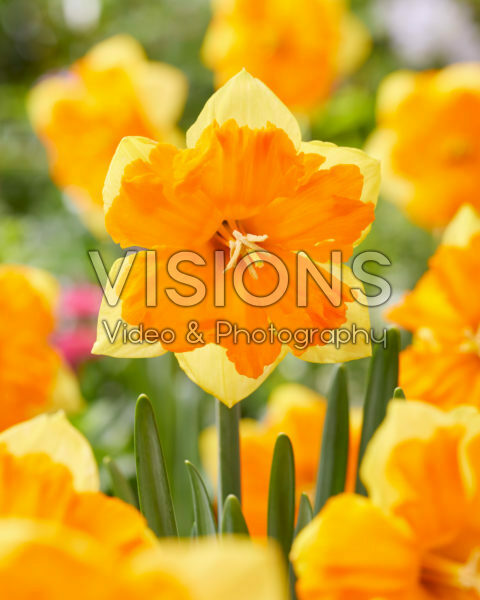 Narcissus 06-247 Narcissus 06-247