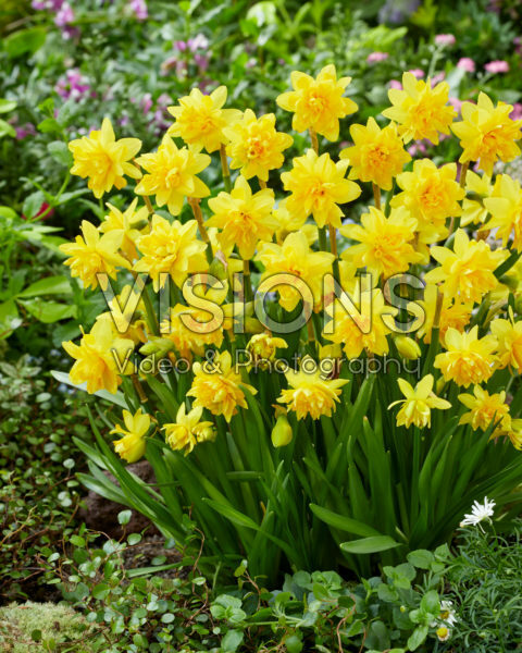 Narcissus Tete Boucle Narcissus Tete Boucle