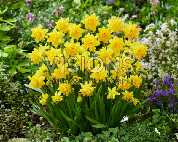 Narcissus Tete Boucle Narcissus Tete Boucle