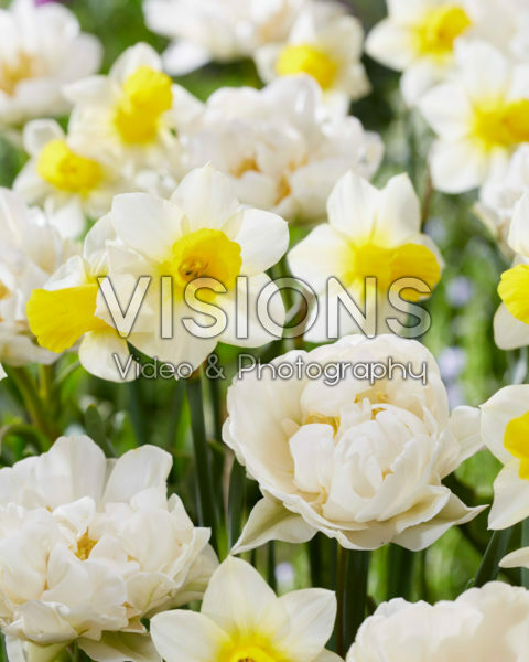 Tulipa Popcorn, Narcissus Golden Echo
