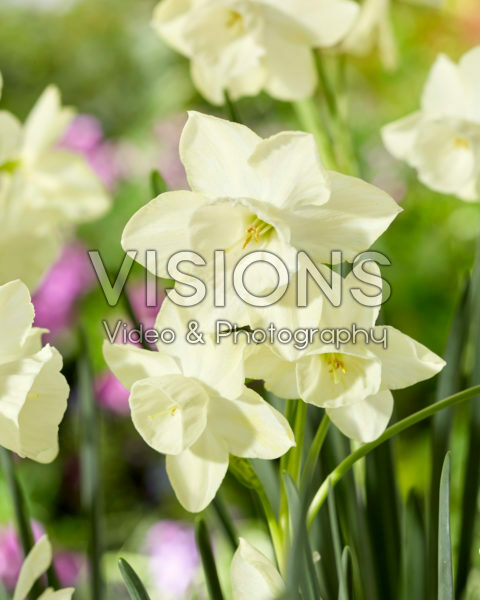 Narcissus Silver Bouquet Narcissus Silver Bouquet