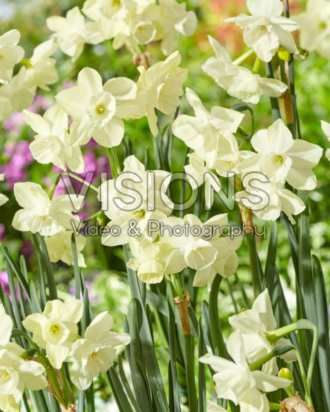 Narcissus Silver Bouquet Narcissus Silver Bouquet