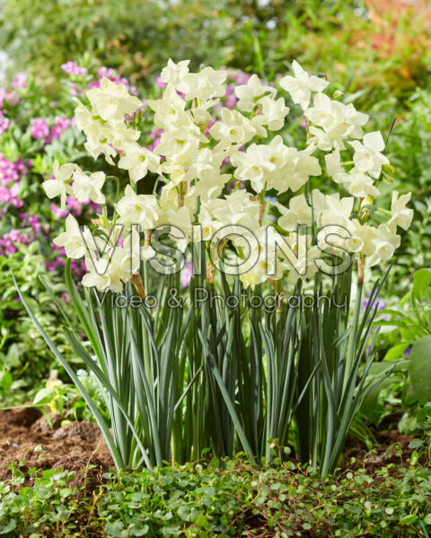 Narcissus Silver Bouquet Narcissus Silver Bouquet