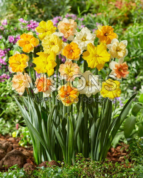 Narcissus split-cupped collar mix