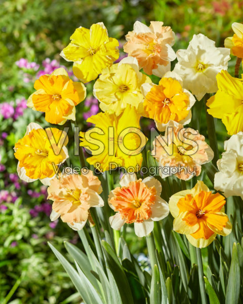 Narcissus split-cupped collar mix Narcissus split-cupped collar mix