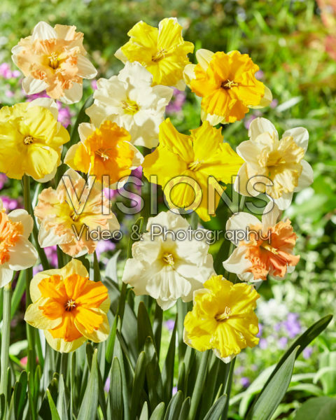 Narcissus split-cupped collar mix Narcissus split-cupped collar mix