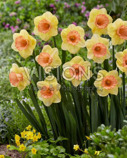 Narcissus Color Magic Narcissus Color Magic