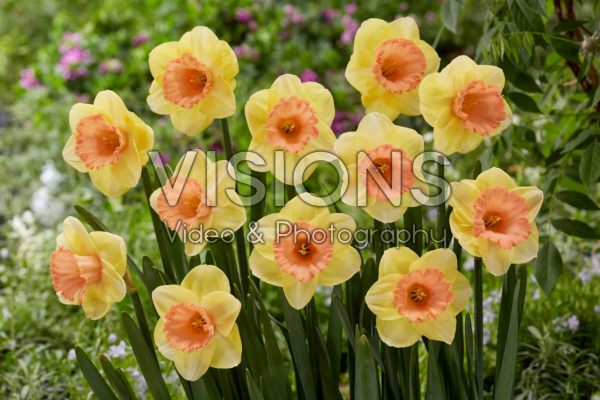 Narcissus Color Magic Narcissus Color Magic