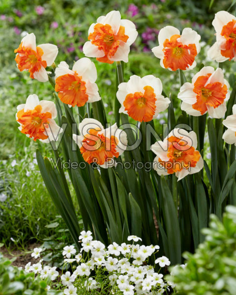 Narcissus Heartbeat Narcissus Heartbeat