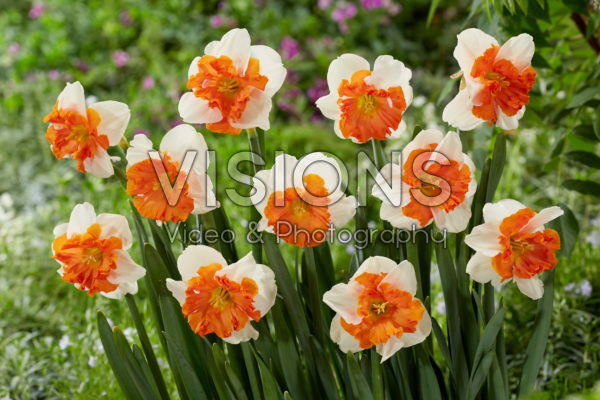 Narcissus Heartbeat Narcissus Heartbeat